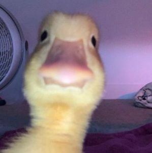 Meet your Posher, Mandy